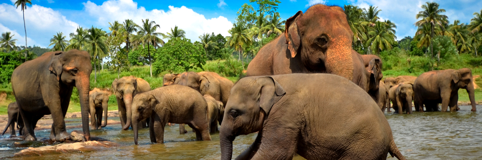 elephant-gathering